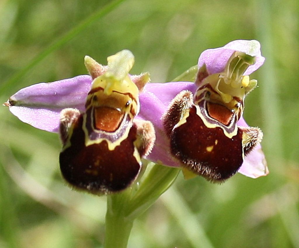 ophrys apifera   sottovalle (al.)